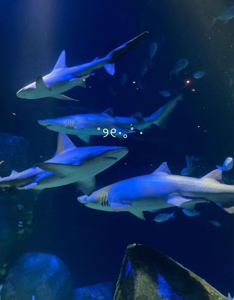 sharks text cute ocean sea blue Aquarium Shark Aesthetic, Ocean Shark Aesthetic, Blue Sea Creatures Aesthetic, Cute Ocean Creatures, Shark Aesthetics Cute, Sharks In Aquariums, Pretty Shark Pictures, Cute Sharks Aesthetic, Shark Aethestic