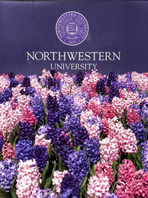 Northwestern North Western University, Northwestern Law School, Northwestern University Aesthetic, Northwestern Aesthetic, Future University, Uni Vibes, Romanticize Studying, College Vibes, College Vision Board