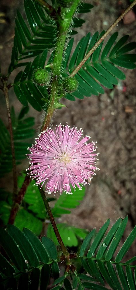 Mimosa pudica Mimosa Pudica Illustration, Mimosa Plant, Mimosa Pudica, Mimosa Tree, Concept Development, Plant Species, All About Plants, House Plant, Mimosa