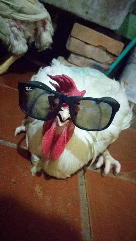 Ayam Meme, Rooster Funny, Weird Birds, Fancy Chickens, Piskel Art, Funny Animal Photos, Chickens And Roosters, Chicken Humor, Pet Chickens