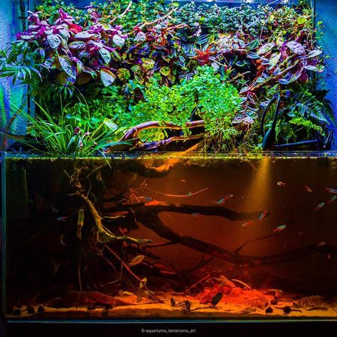 Black Water Aquascape, Black Water Betta Tank, Black Water Aquarium, Blackwater Aquascape, Blackwater Tank, Blackwater Aquarium, 30 Gallon Fish Tank, Aquarium With Fish, Axolotl Tank