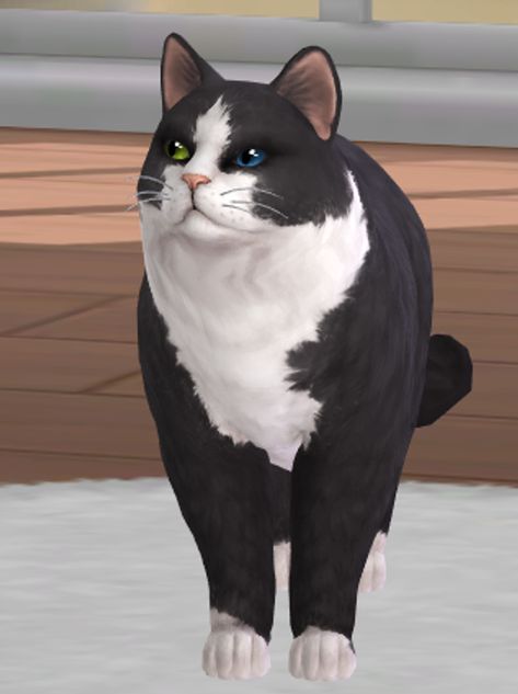 Cat Beanie, Ragdoll Cats, Ragdoll Cat, Sims 4