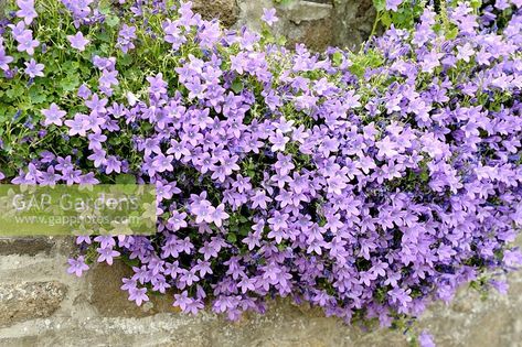 Campanula Muralis, Campanula Portenschlagiana, The Hollies, Bee Garden, Sun Plants, Plant Photography, Herbaceous Perennials, Living Wall, Plant Wall