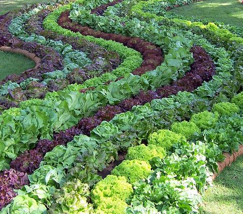 look what you can do with a vegetable garden Salad Garden, Plantarea Legumelor, Edible Landscaping, Veg Garden, Secret Gardens, Have Inspiration, The Secret Garden, Garden Landscape, Vegetable Salad