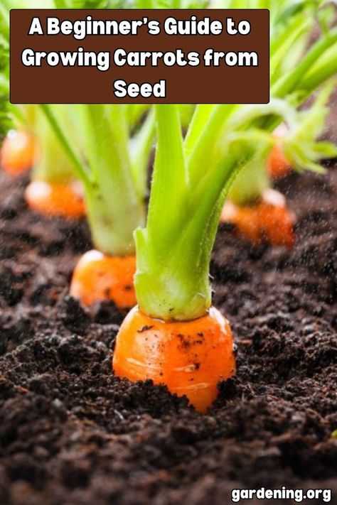 Learn the step-by-step process of growing carrots from seed with this beginner-friendly guide. Start growing your own delicious and nutritious carrots today! Growing Carrots From Seed, Carrot Varieties, Grow Carrots, How To Plant Carrots, Carrot Flowers, Growing Carrots, Vegetable Garden Planning, Natural Pest Control, Carrot Seeds