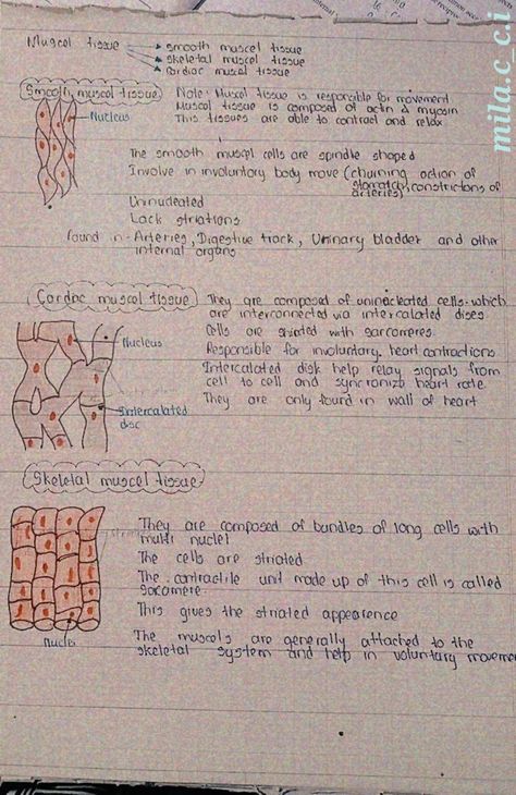 Muscle Tissue Notes, Muscular Tissue Notes, Mindmaps Aesthetic, Tissues Aesthetic, Tissue Biology, Type Anatomy, Neet Notes, Biology Diagrams, Medical Notes