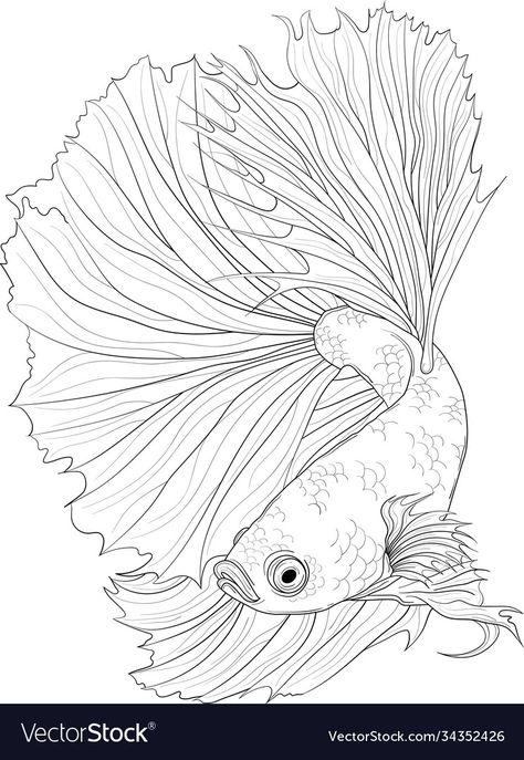 Realistic Fish Drawing, Betta Fish Sketch, Betta Drawing, Betta Fish Drawing, Games Background, Fish Outline, Fish Sketch, Realistic Dragon, Coloring Paper