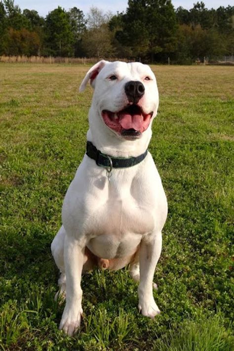 The American Bulldog is stocky and muscular, but also agile and built for chasing down stray cattle and helping with farm work. In fact, some are known to jump six feet or more into the air. American Bulldog Scott, Animal Diet, White American Bulldogs, American Bulldogs, English Dogs, Farm Work, Tattoos For Dog Lovers, American Bull, Ligament Injury