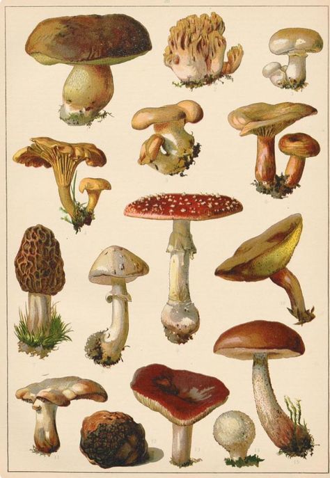 Different Types Of Mushrooms, Types Of Mushrooms, Sketchbook Project, Mushroom Drawing, Antique Botanical Print, Theme Tattoo, Edible Mushrooms, Botanical Illustration Vintage, Mushroom Decor