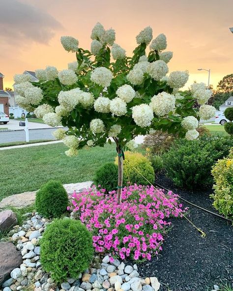 Fall Annuals, Limelight Hydrangeas, Hydrangea Tree, Hydrangea Landscaping, Wooded Lot, Ornamental Kale, Flower Containers, Limelight Hydrangea, Garden Therapy