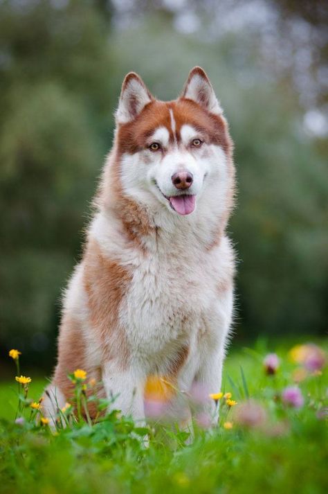 Siberian Husky Names, Siberian Husky Training, Red Siberian Husky, Husky Names, Red Husky, Alaskan Husky, Siberian Husky Dog, Siberian Husky Puppies, Siberian Huskies