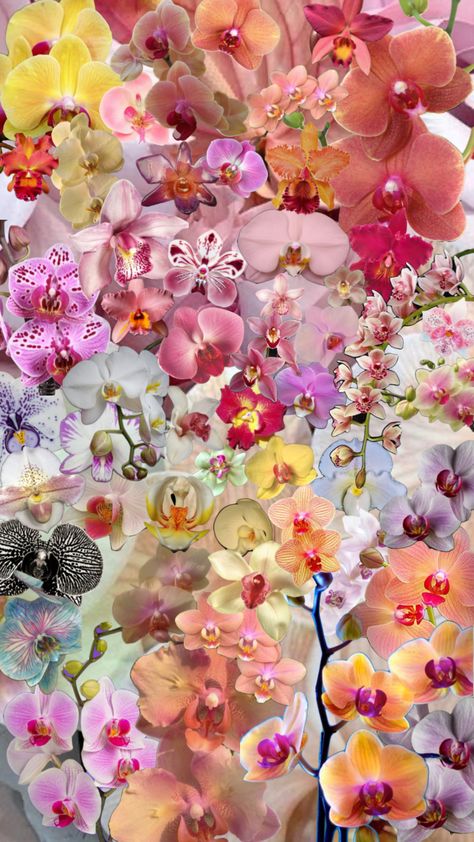 orchids #orchid #flowers Orchids Wallpaper Aesthetic, Orchid Wallpaper Laptop, Orchid Wallpaper Aesthetic, Orchids Background, Pink Orchid Wallpaper, Orchid Flower Aesthetic, Orchids Aesthetic, Orchids Wallpaper, Hibiscus Flower Wallpaper Aesthetic