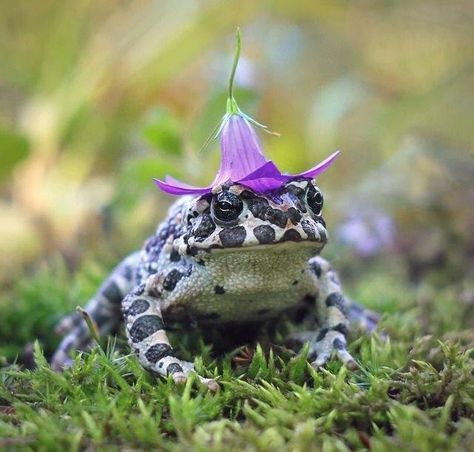 Pet Frogs, Frog Pictures, Flower Hat, Funny Frogs, Frog Art, A Frog, Frog And Toad, Silly Animals, Reptiles And Amphibians