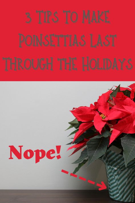 Front Porch Poinsettia, Poinsettia Care Houseplant, What To Do With Poinsettias After Christmas, Caring For Poinsettia Plants, Poinsettia Front Porch, Pointsetta Plant Care, Poinsettia Display Ideas, Pointsetta Arrangements, Pointsetta Decorations Decorating Ideas