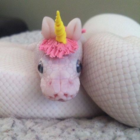 Snake with a unicorn hat White Snake, A Unicorn, An Animal, Snakes, Hats, Pink, White