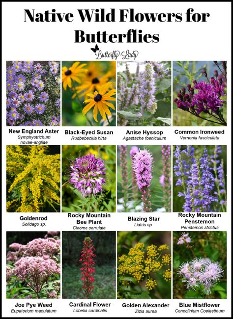 Winter is the Best Time to Start a Butterfly Garden! – Butterfly Lady Missouri Butterfly Garden, Arizona Butterfly Garden, Butterfly Garden Texas, Butterfly Garden Ideas Landscaping, Butterfly Garden Design Layout, Butterfly Garden Layout, School Butterfly Garden, Butterfly Garden Ideas, Starting Seeds Outdoors