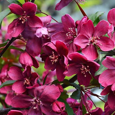 Malus 'Royalty' (Crab Apple Tree) - Click Image to Close Malus Royalty, Crab Apple Tree, Apple Tree Blossoms, Spring Woodland, Garden Inspo, Crabapple Tree, Cherry Trees, Crab Apple, Cherry Tree