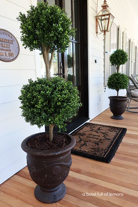 Front Door Topiaries, Outdoor Topiary Trees Front Porches, Front Door Urn Planter Ideas, Topiary Planters Front Porches, Front Door Faux Planter Ideas, Front Porch Plants Year Round, Topararies Front Porch, Topiary Trees Front Door, Woodland Beds