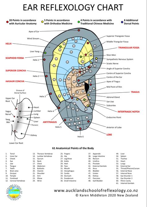 Auricular Therapy, Ear Acupressure Points, Auricular Acupuncture, Ear Reflexology, Throbbing Headache, Reflexology Chart, Points Plus, Body Map, Acupuncture Points