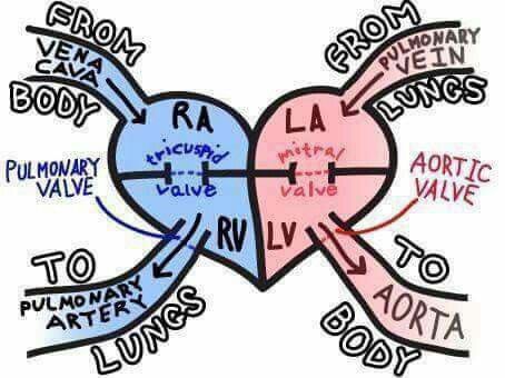 Heart simple explanation Blood Flow Through The Heart, Emt Study, Cardiac Nursing, Nursing School Survival, Nursing School Studying, Nursing School Tips, Nursing School Notes, Nursing Tips, Future Nurse