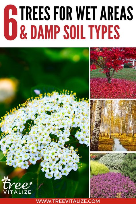 6 Trees for Wet Areas & Damp Soil Types Trees That Like Wet Soil, Plants That Like Wet Soil, Plants For Wet Areas Backyards, Wet Soil Plants, Plants For Wet Areas, Small Landscape Trees, River Birch Trees, Small Ornamental Trees, Wet Flowers