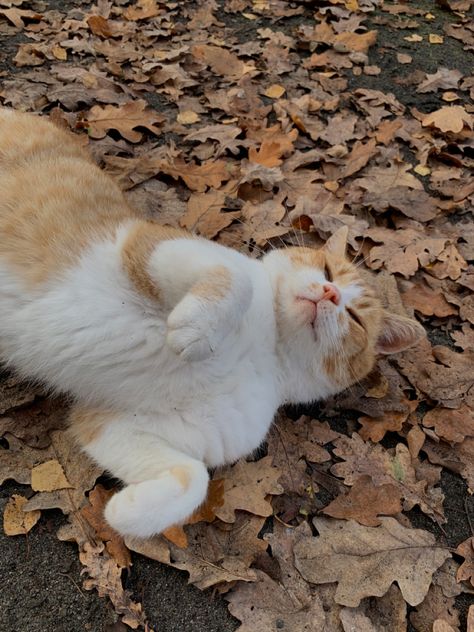 Cat Outside Aesthetic, Fall Profile, Cats In Autumn Aesthetic, Cat Fall Aesthetic, Cute Autumn Pictures, Autumn Cat Aesthetic, Fall Cat Aesthetic, Autumn Cats, Romanticizing Fall