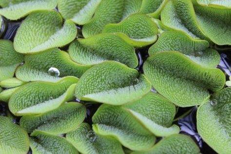 Salvinia molesta Profile – California Invasive Plant Council Oil Spill Clean Up, Water Ferns, Seven Continents, Water Movement, Oil And Water, Invasive Plants, Oil Spill, California Map, Invasive Species