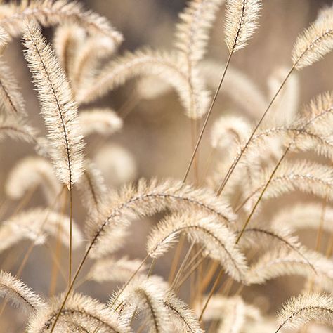 Foxtail Grass by Henry Domke Pantone Brown, Foxtail Grass, Wheat Farm, Purple Mountain Majesty, Golden Fields, House Bloxburg, Fields Of Gold, Sea To Shining Sea, Harvest Thanksgiving