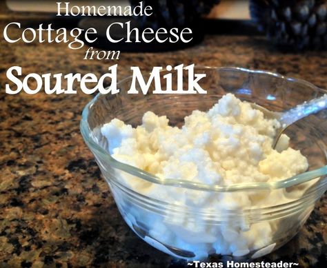 I often use lightly-soured milk to make my own delicious cottage cheese. This reduces our food waste and provides delicious food. #TexasHomesteader What To Do With Sour Milk, Sour Milk Recipes, Make Cottage Cheese, Milk Cakes, Homestead Hacks, Homesteading Inspiration, Homemade Cottage Cheese, Cheese Recipes Homemade, Ricotta Recipe