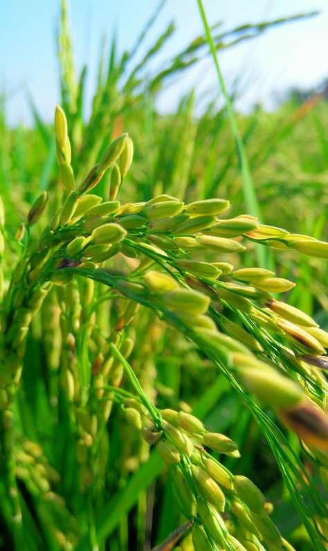 White Glitter Wallpaper, Agriculture Photography, Blurred Background Photography, Healthy Seeds, Blur Photo Background, Good Morning Beautiful Flowers, Dslr Photography, Flyer And Poster Design, Phone Wallpaper Images