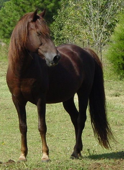 Lippitt Morgan Horse - USA Morgan Horse Breed, Nature Animal Tattoo, Liver Chestnut, Morgan Horses, Morgan Horse, Riding Horse, Riding Lessons, Majestic Horse, Horses And Dogs