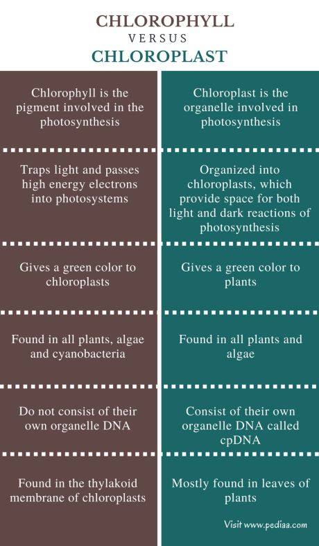 Difference Between Chlorophyll and Chloroplast Check more at https://in4arts.com/difference-between-chlorophyll-and-chloroplast.html Basic Anatomy, Biology Worksheet, Basic Anatomy And Physiology, Bible Topics, Study Tips For Students, 8th Grade Science, Biology Notes, Flower Meanings, Science Biology