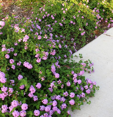 Purple Trailing Lantana, Purple Lantana Landscapes, Trailing Lantana Landscaping, Lantana Landscaping, Lantana Purple, Trailing Lantana, Purple Lantana, Arizona Backyard Landscaping, Planting Techniques