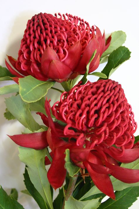 Waratah Flower, Home Gardens, Protea Flower, Australian Flowers, Australian Plants, Types Of Soil, Types Of Plants, Yard Landscaping, Cut Flowers