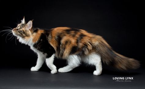 Mainecoon Cat Reference, Cat Poses Reference Photos, Calico Cat Reference, Mottled Cat, Cat Reference Poses Photo, Cat Side, Cats Poses, Cat References, Cat Photo Reference