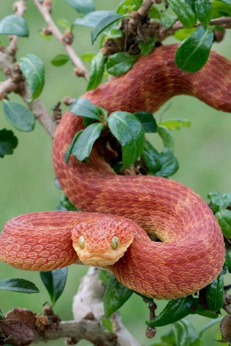 Snake Anime, Bush Viper, Anime Snake, Aesthetic Snake, Snake Aesthetic, Snake Breeds, Snake Birthday, Land Turtles, Snake Photos