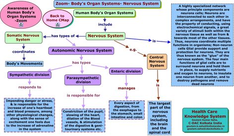 Physiological Flow Charts/Mind Maps Groovy Nervous System Flow Chart, Nervous System Concept Map, Somatic Nervous System, Nervous System Diagram, Human Body Organ System, Extrinsic Motivation, Bio Notes, Concept Maps, Flow Charts