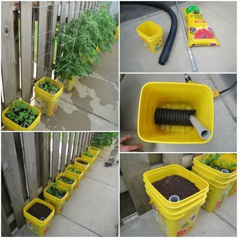 Diy Self Watering Planter, Gemüseanbau In Kübeln, Growing Organic Tomatoes, Self Watering Containers, Garden Container, Growing Tomatoes In Containers, Bucket Gardening, Garden Watering, Veg Garden