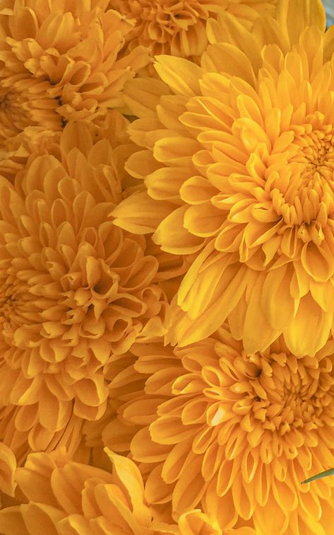 Chrysanthemum Photography, Alexandra Levasseur, Chrysanthemum Flower Arrangement, Season Palette, Yellow Collage, Yellow Chrysanthemum, I Can Buy Myself Flowers, The Pianist, Buy Myself Flowers