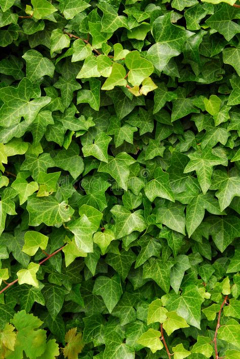 Green ivy background. Abstract background of lush green ivy leaves , #sponsored, #background, #ivy, #Green, #Abstract, #leaves #ad Evergreen Climbing Plants, Common Ivy, Hedera Helix, Trumpet Vine, Ivy Leaves, Animal Wall Decals, Green Ivy, Invasive Plants, Tree Nursery