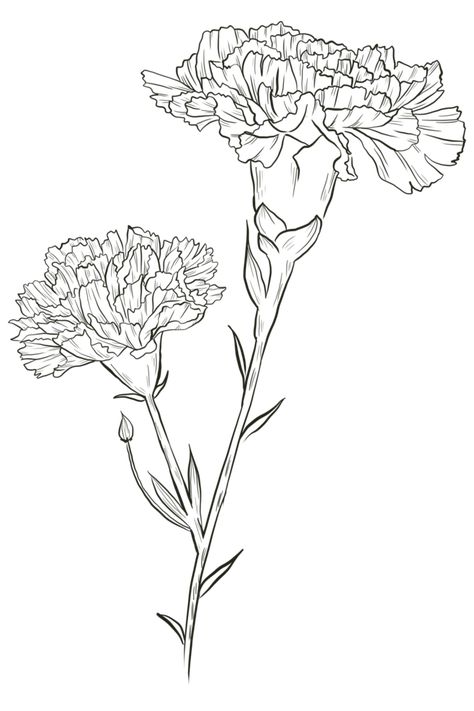 Carnation Flower Design, Carnations Drawing, Carnation Flower Simple Drawing, Carnation Tattoo Outline, Carnation Sketch, Carnation Outline, Draw Carnation Flower, Carnation Flower Drawing, Carnation Line Drawing