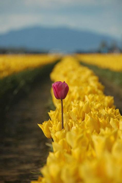 Beautiful odd one out, standing tall, not afraid to be noticed. Mellow Yellow, A Quote, Inspire Me, Make Me Smile, Flower Power, Tulips, Dandelion, Beautiful Flowers, Bible