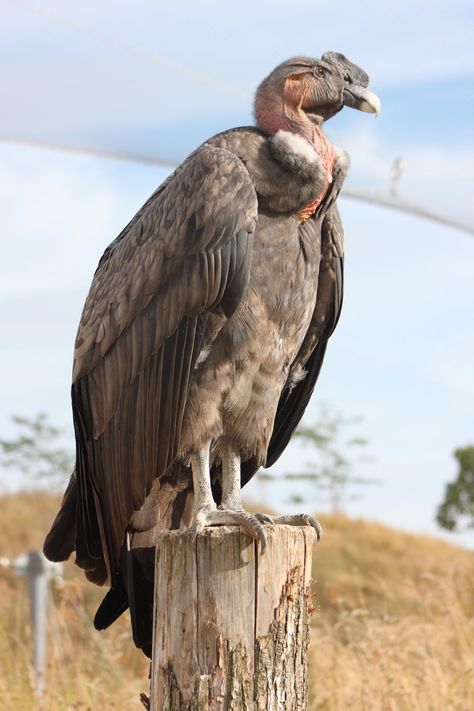 Andean Condor Andean Condor, World Birds, Bird Sculpture, Big Bird, Animal Posters, Birds Of Prey, Animals Of The World, Birds Flying, Bird Species