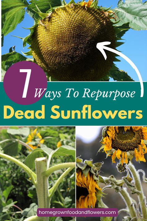 How To Shell Sunflower Seeds, Sunflower Bird Feeder, What To Do With Sunflower Stalks, Cooking Sunflower Head, Sunflower Stalk Flour, Harvesting Sunflower Seeds For Planting, How To Dry Sunflowers For Seeds, How To Save Sunflower Seeds For Planting, What To Do With Sunflowers