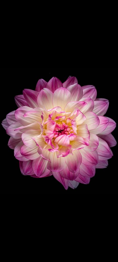 Chrysanthemum Flower Wallpaper, Chrysanthemum Wallpaper, Watch Backgrounds, Cute Images For Wallpaper, Background Flowers, Peony Wallpaper, Phone Wallpaper Pink, Purple Wallpaper Iphone, Stock Wallpaper