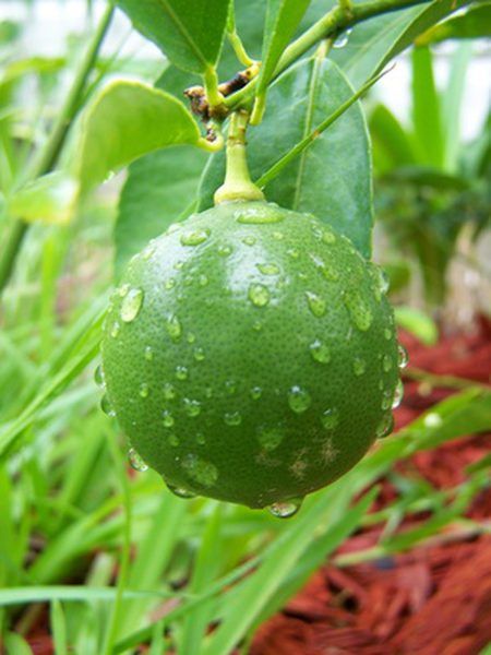 Mexican Lime Tree, Key Lime Tree, Lime Trees, Growing Citrus, Lime Tree, Citrus Trees, Green Fruit, Tree Seeds, Growing Fruit