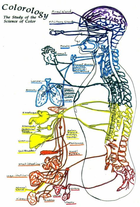 Reiki chakras organs spine Color Therapy Healing, Color Healing, Spiritual Reading, Chakra System, Psychic Development, Energy Medicine, Alternative Healing, Les Chakras, Healing Meditation