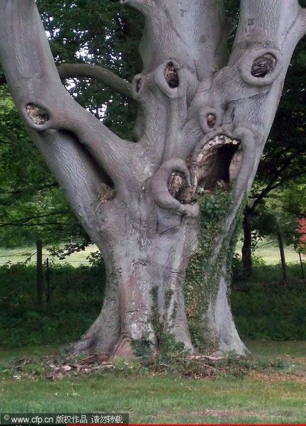 Weird tree. Looks like it has eyes and Mouths. Nature Photography. Boom Kunst, Weird Trees, Tree Faces, Tree Spirit, Image Nature, Old Trees, Unique Trees, Tree Hugger, Nature Tree