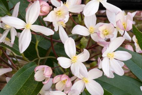 One of the most popular evergreen clematis, award-winning Clematis 'Apple Blossom' is a very large climber with masses of delightful, almond-scented flowers, 2 in. across (5 cm), and a splendid foliage. Opening from nearly red buds, the single flowers gradually fade from pale pink to white as they mature. If the weather remains cool, flowering persist for 2 to 4 weeks. Equally attractive, the foliage of leathery, waxy, evergreen leaves emerges bronze-tinged before turning mid-green. Rattling in Clematis White, Evergreen Clematis, Clematis Armandii, White Clematis, Climber Plants, Scented Flowers, Clematis Montana, Evergreen Vines, Red Bud