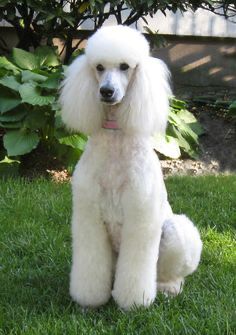 Poodle Haircuts, Poodle Puppy Standard, Poodle Cuts, Pretty Poodles, White Poodle, Poodle Grooming, Standard Poodles, Miniature Poodle, Poodle Mix